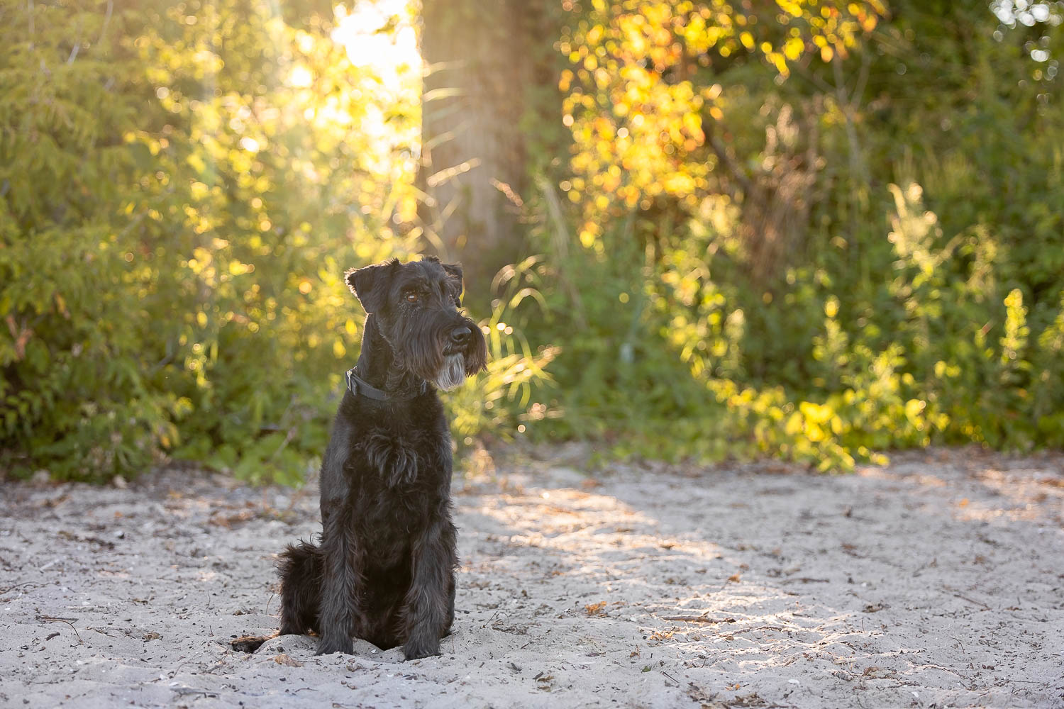 dunville pet photographer