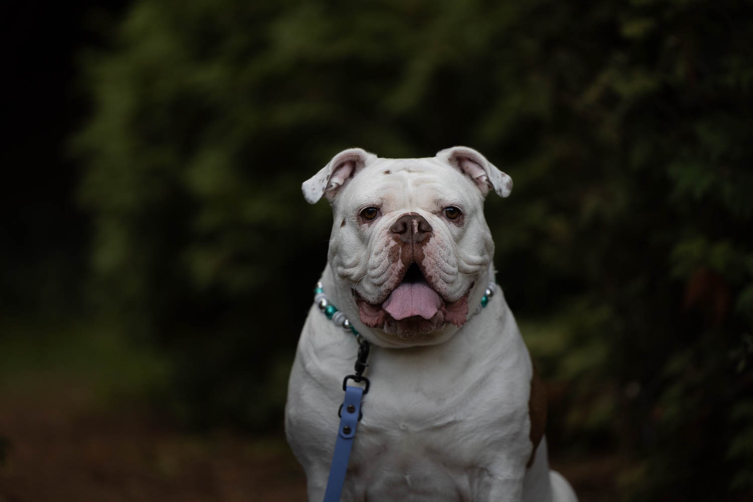 toronto dog photographer toronto dog photographer